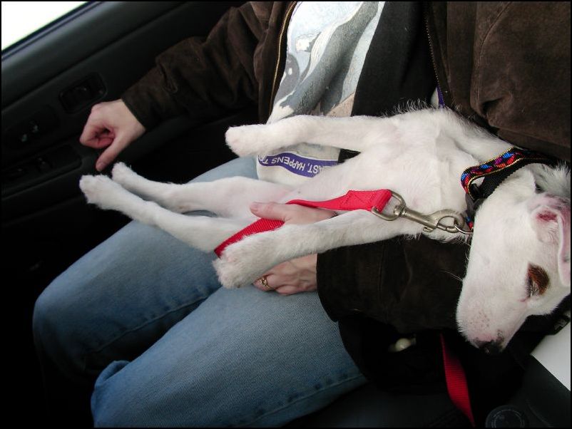 Another image of Maple on her way home from our Zenair tour.